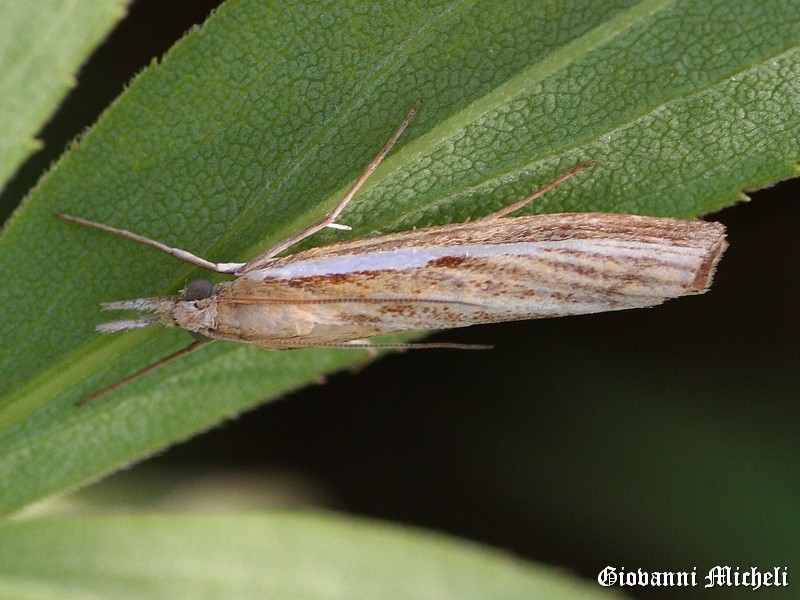 ..tutte Agriphila tristella?